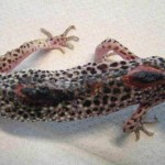 Leopardgecko nach Verbrennungen mit sekundärer bakt. Infektion