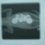 Röntgenbild: Phelsuma mit Blähtonkugeln (Hydrokultur) im Darm!