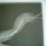 Röntgenbild: Dornschwanzagame mit Abszeß im Mittelfußbereich und  Osteolyse
