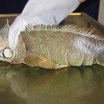 Männlicher Grüner Leguan nach Kastration