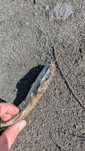 PXL_20251207_125239726